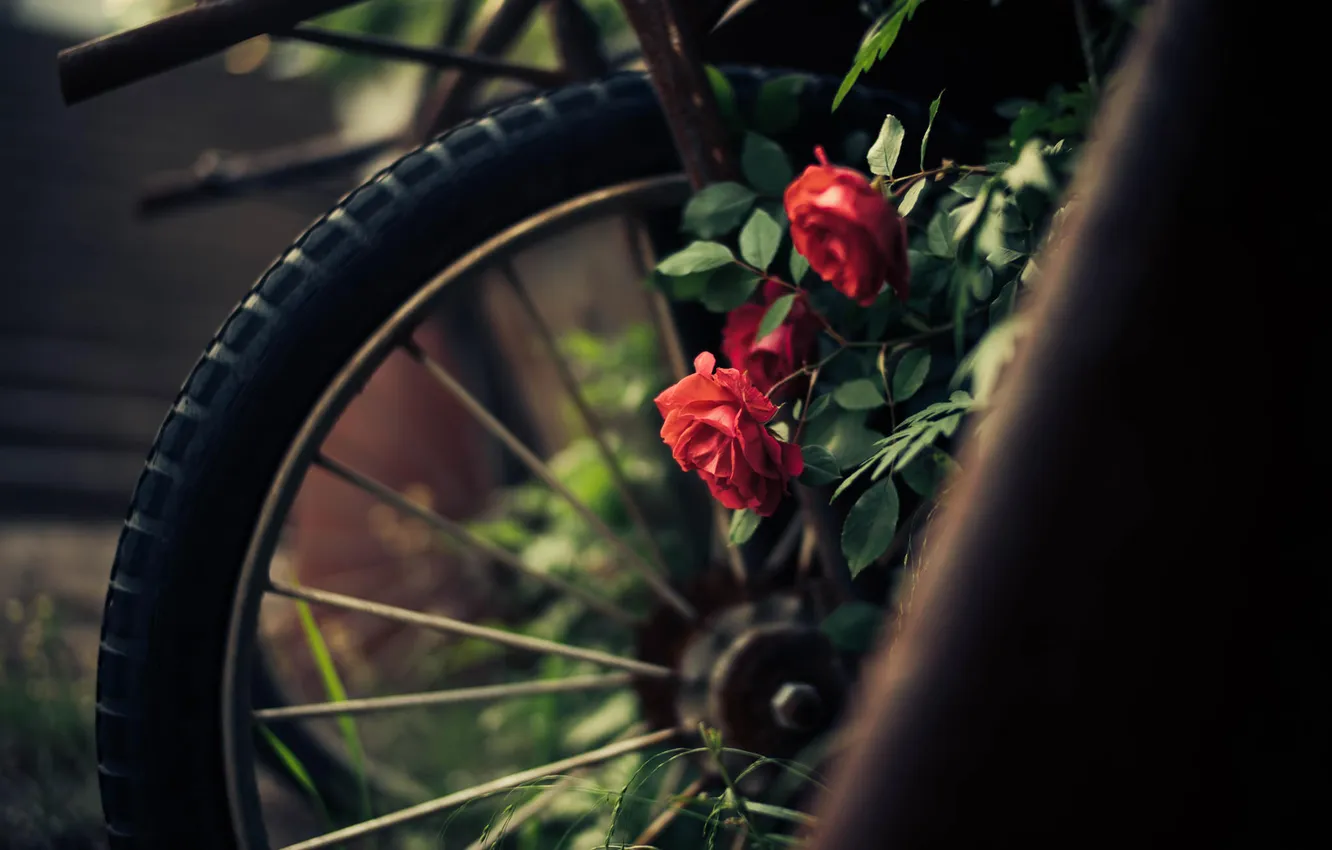 Photo wallpaper flowers, red, roses, petals, wheel