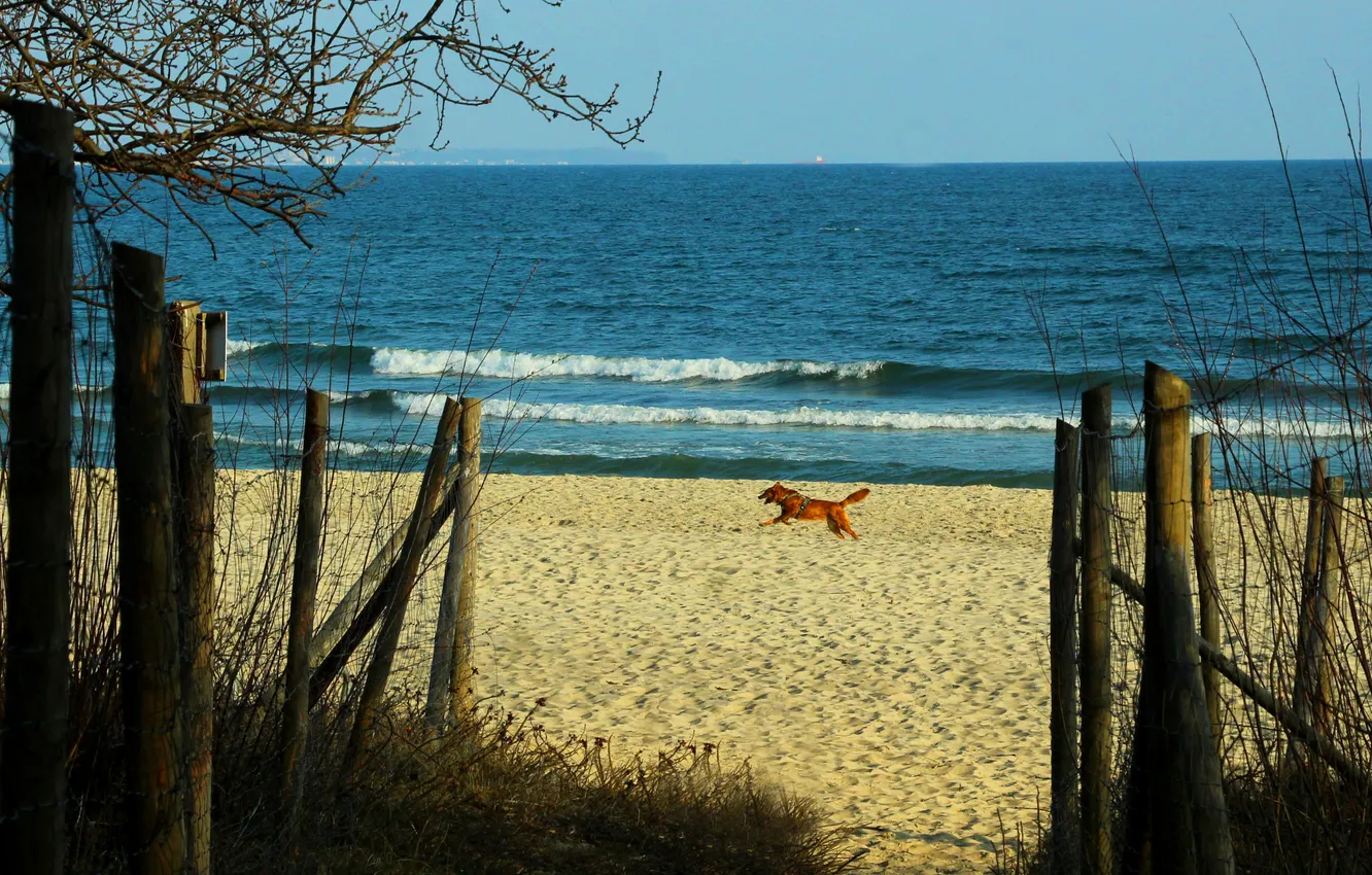 Photo wallpaper beach, sea, dog