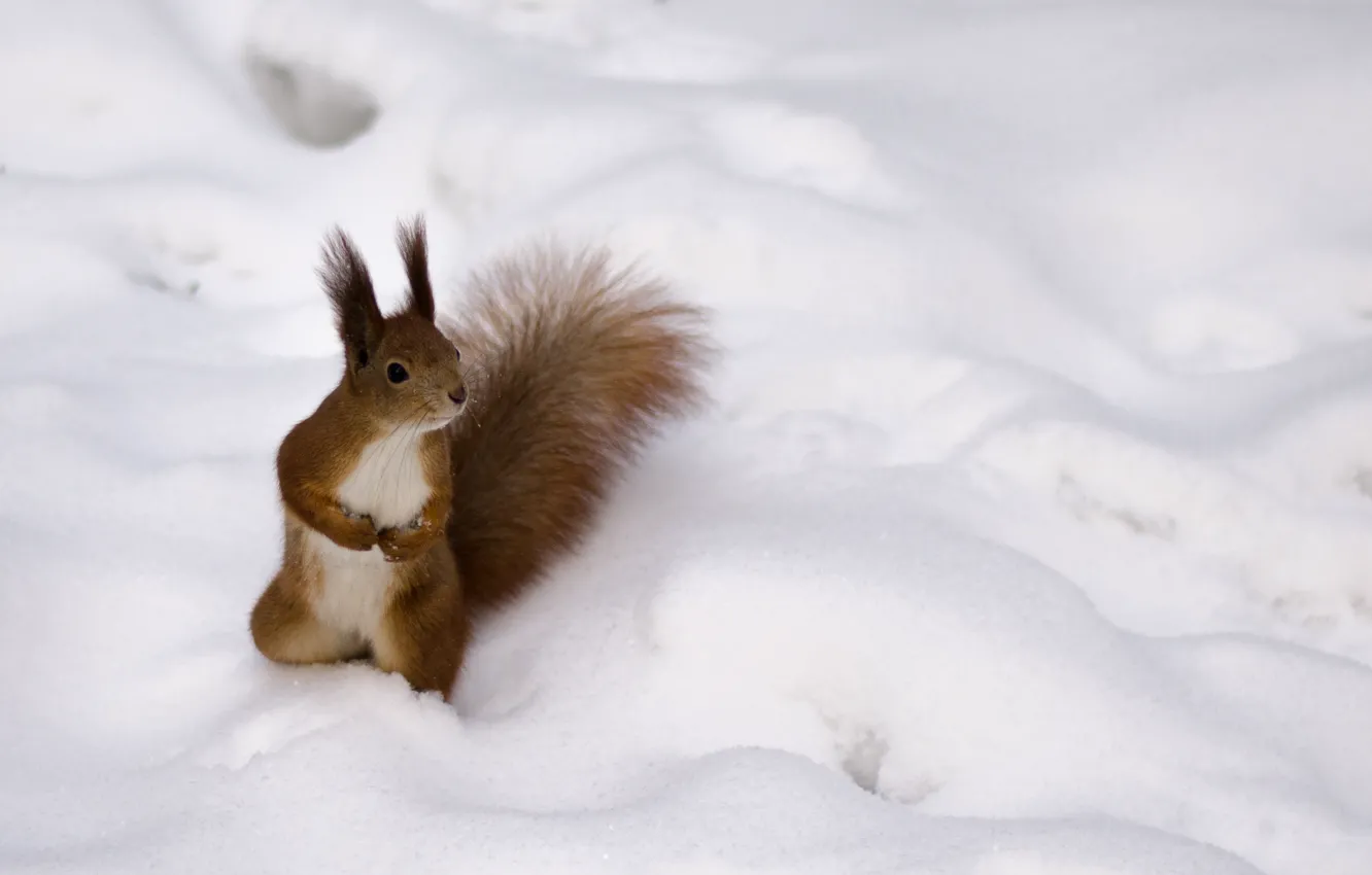 Photo wallpaper winter, red, Protein, fluffy