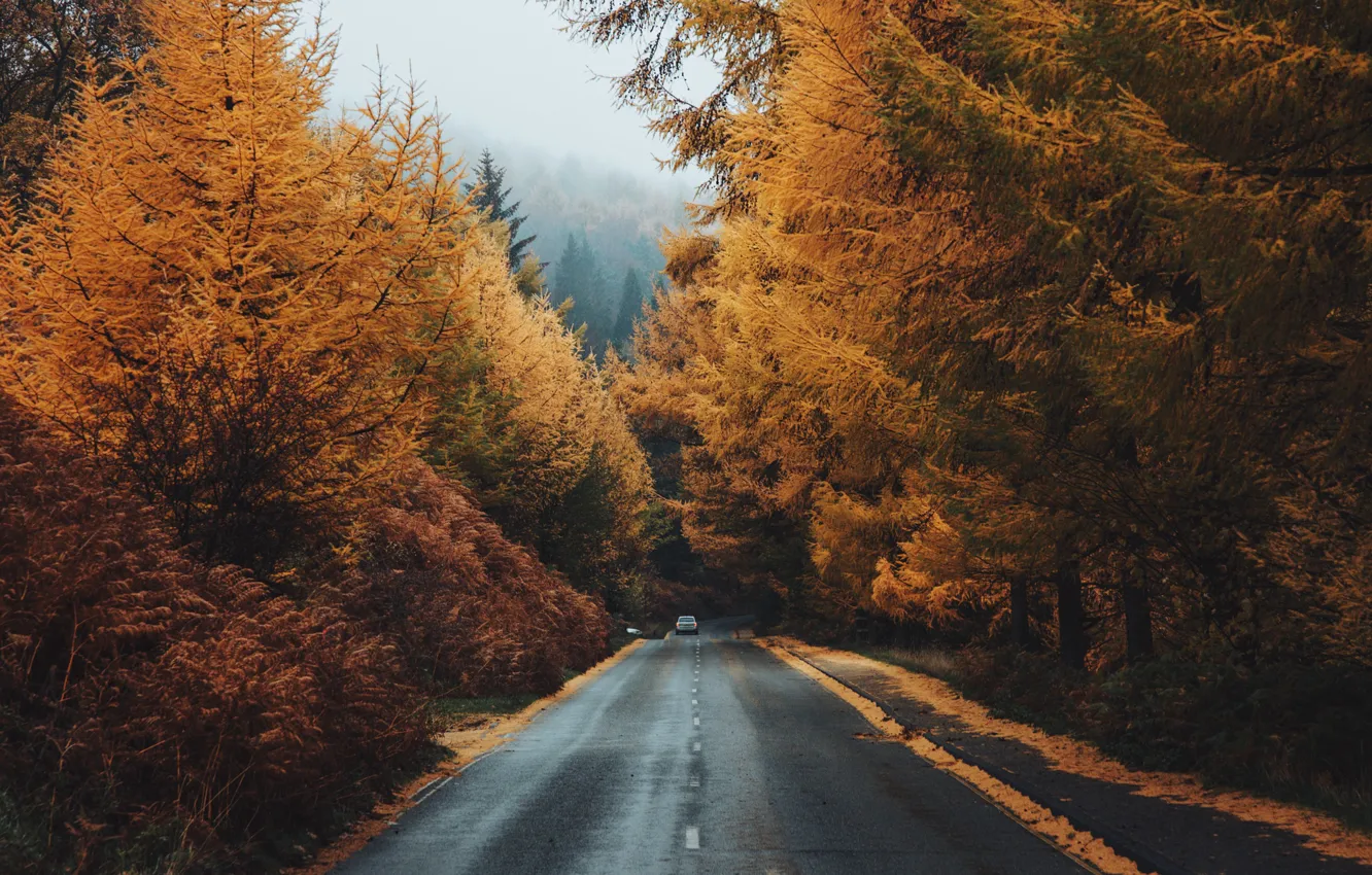 Photo wallpaper road, autumn, forest, Daniel Casson