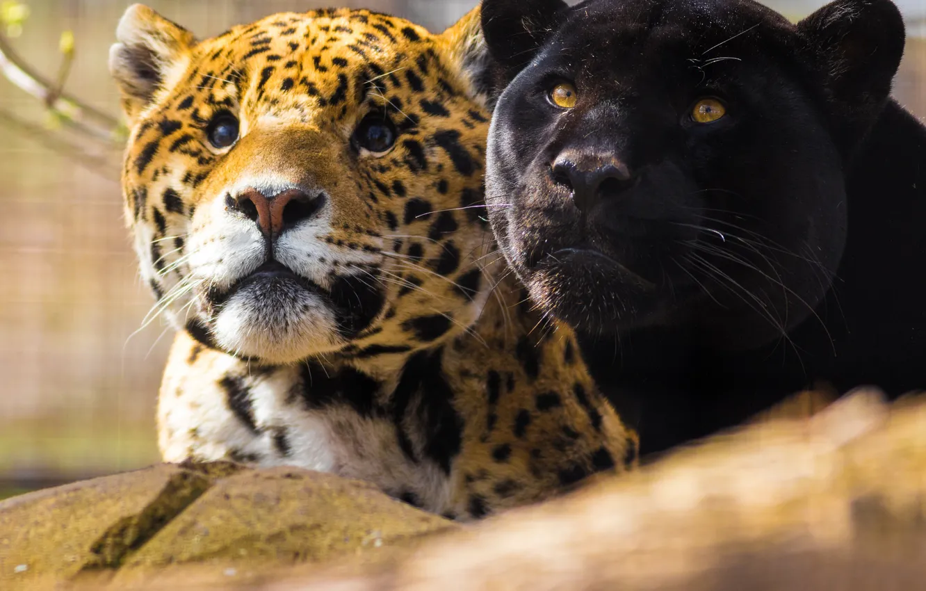 Photo wallpaper look, face, Jaguar, a couple, Black Panther