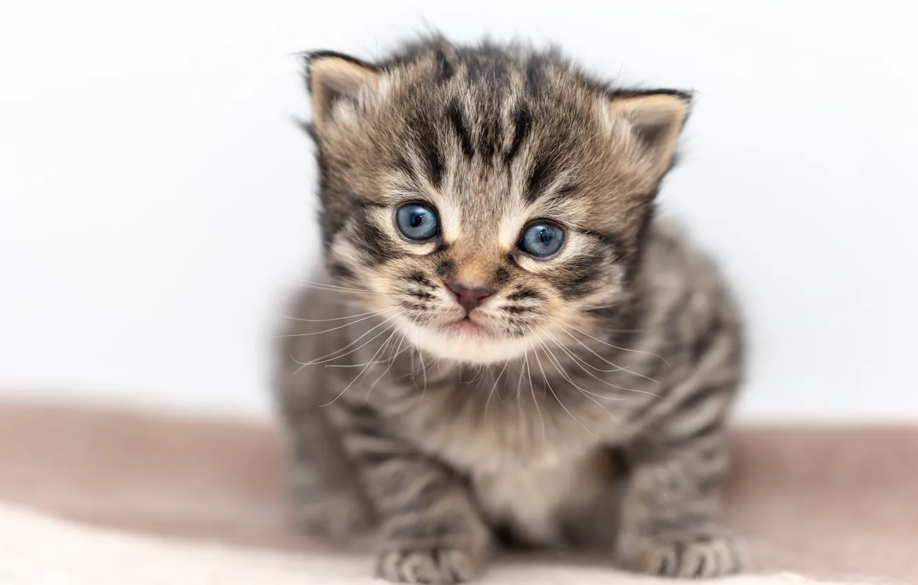 Photo wallpaper cat, grey, sweetheart, baby, white background, kitty, face, striped