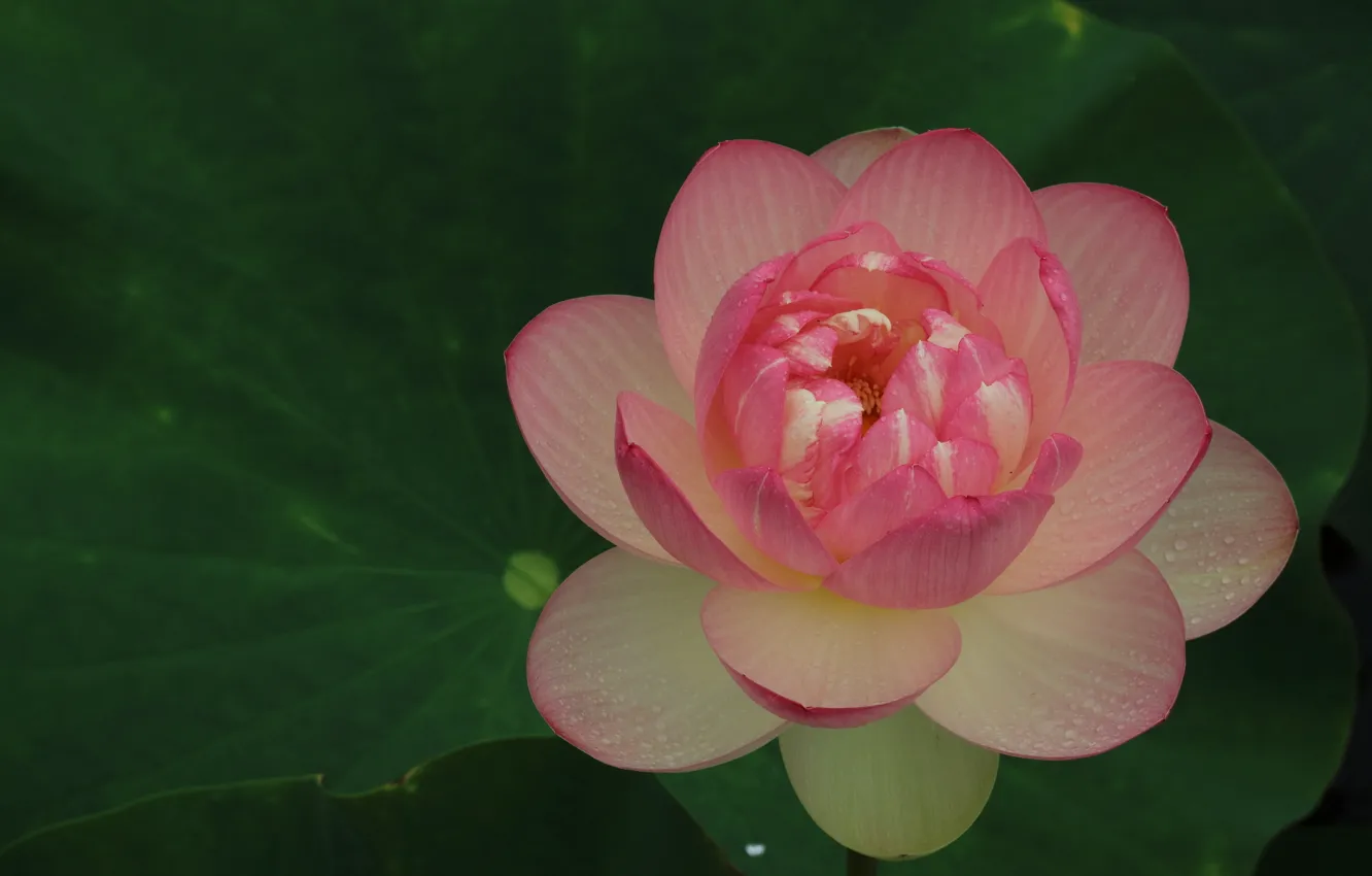 Photo wallpaper background, petals, Lotus
