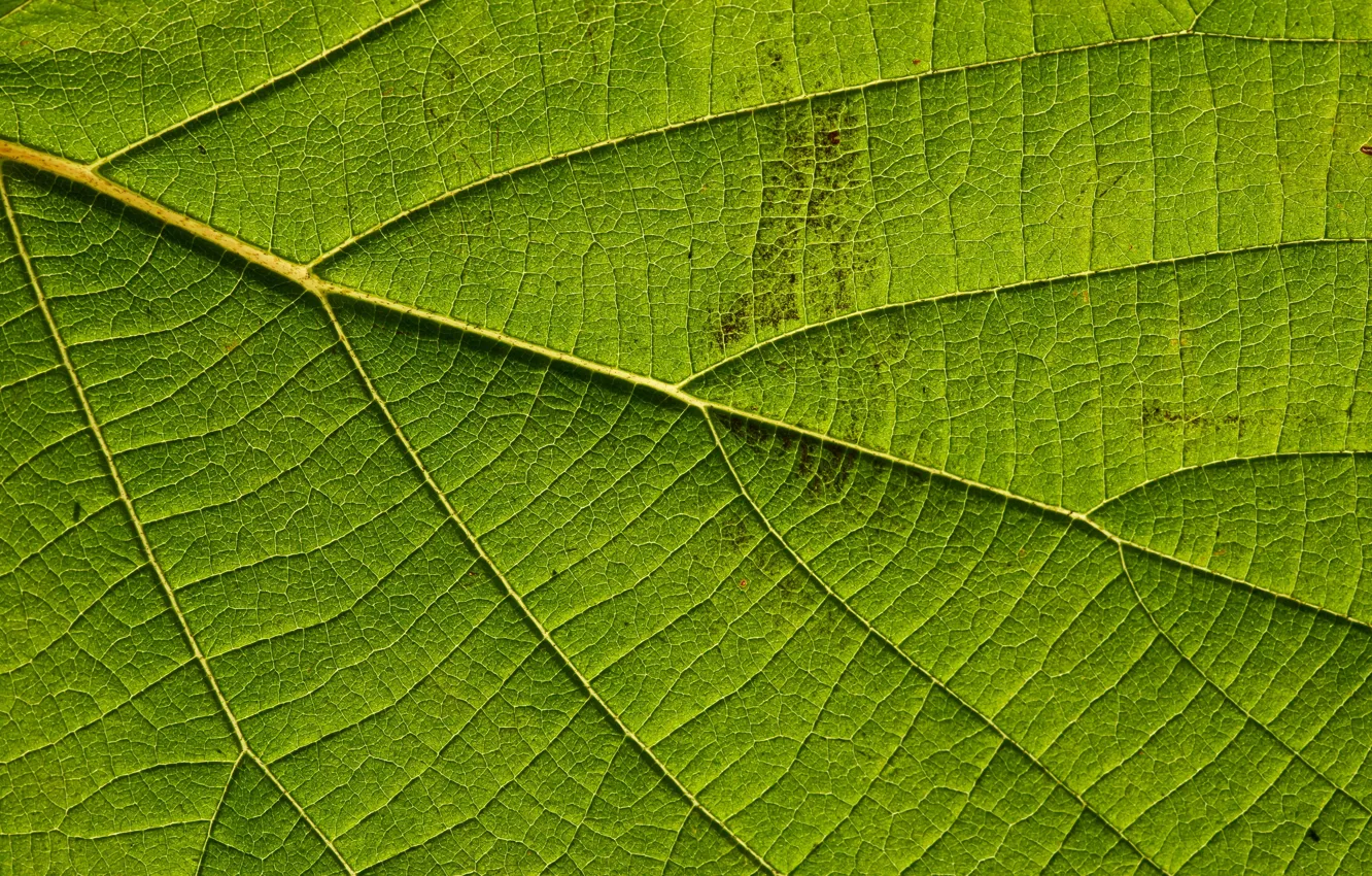 Photo wallpaper macro, sheet, green, veins
