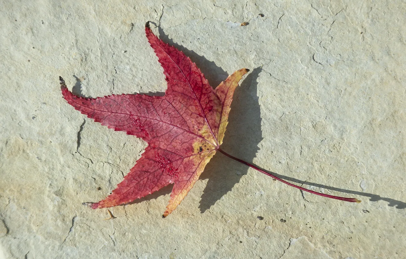 Photo wallpaper autumn, minimalism, red leaf