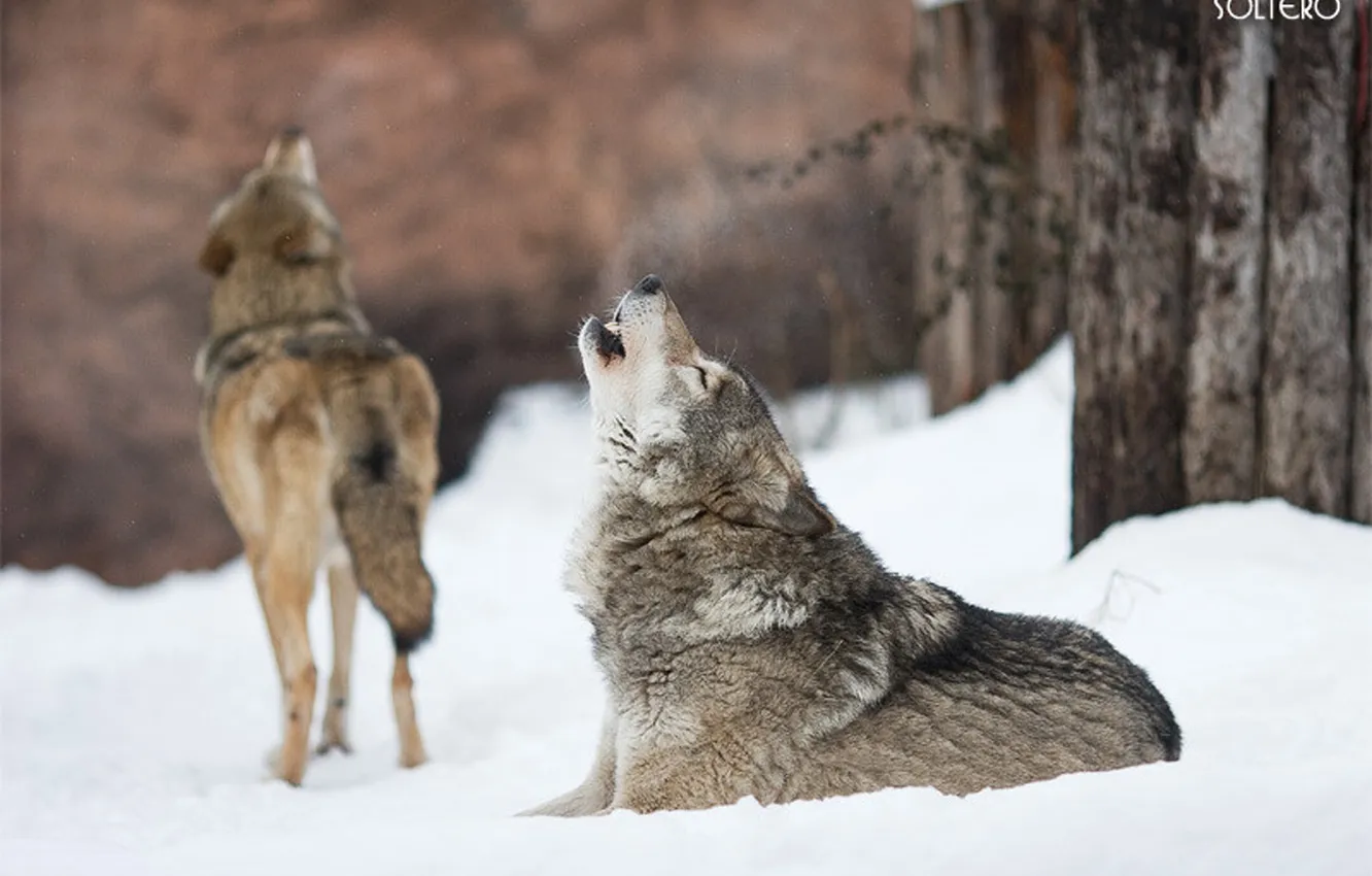 Photo wallpaper Predator, nature, snow, face, animal, wolf, canis lupus, wildlife
