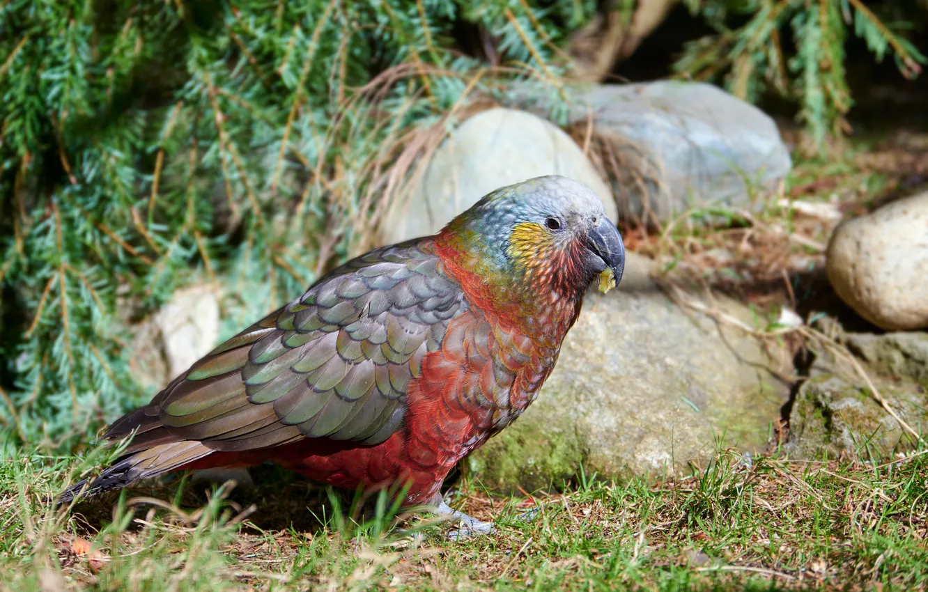 Photo wallpaper branches, stones, bird, parrot, needles, bokeh