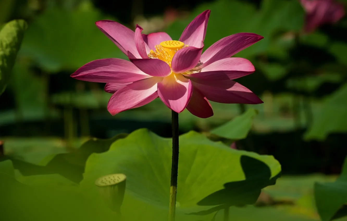 Photo wallpaper leaves, flowers, bokeh