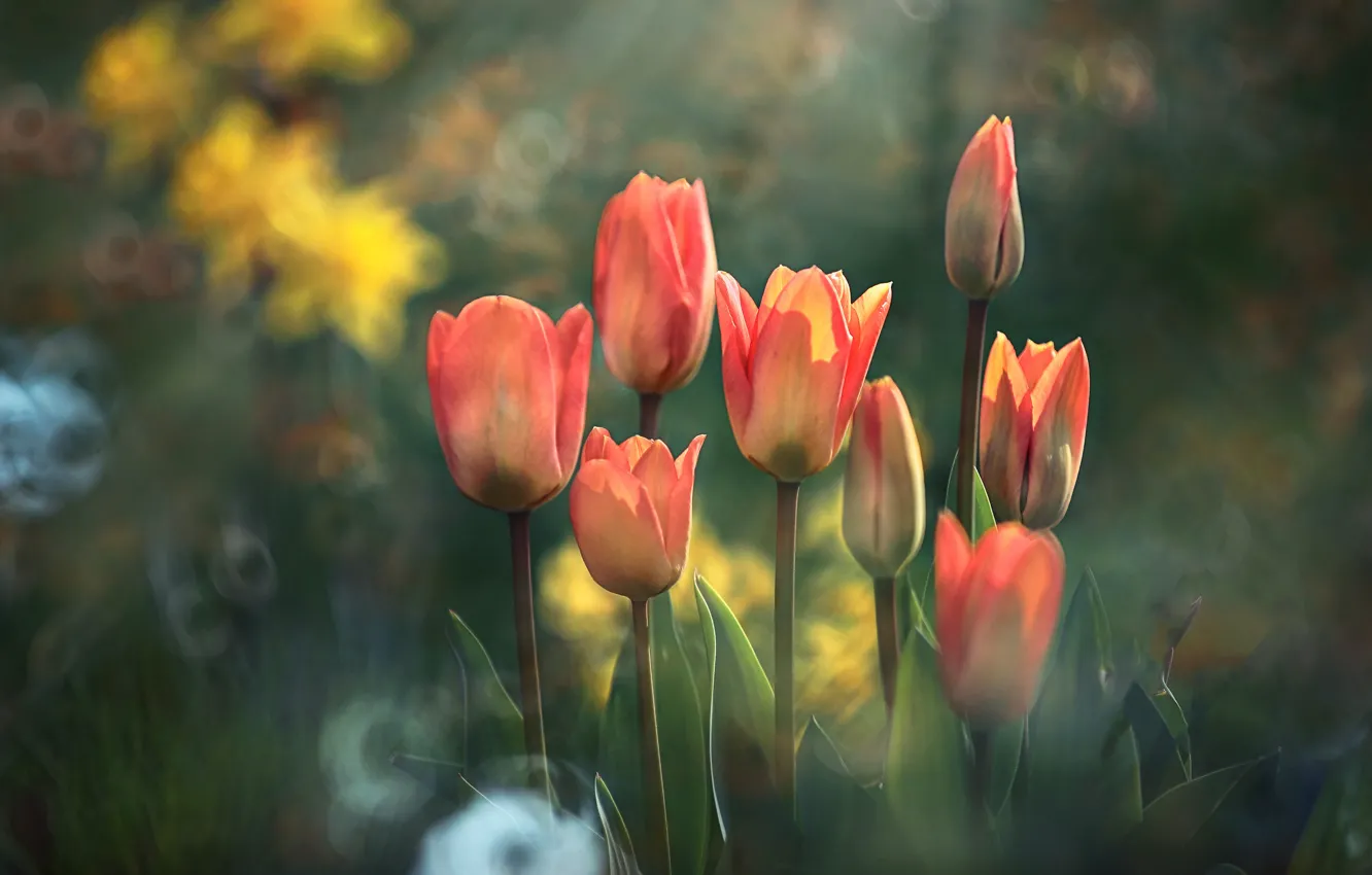 Photo wallpaper flowers, orange, blur, garden, tulips, bokeh