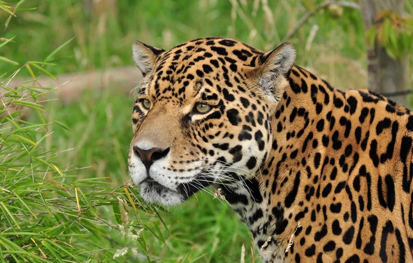 Photo wallpaper cat, grass, look, Jaguar
