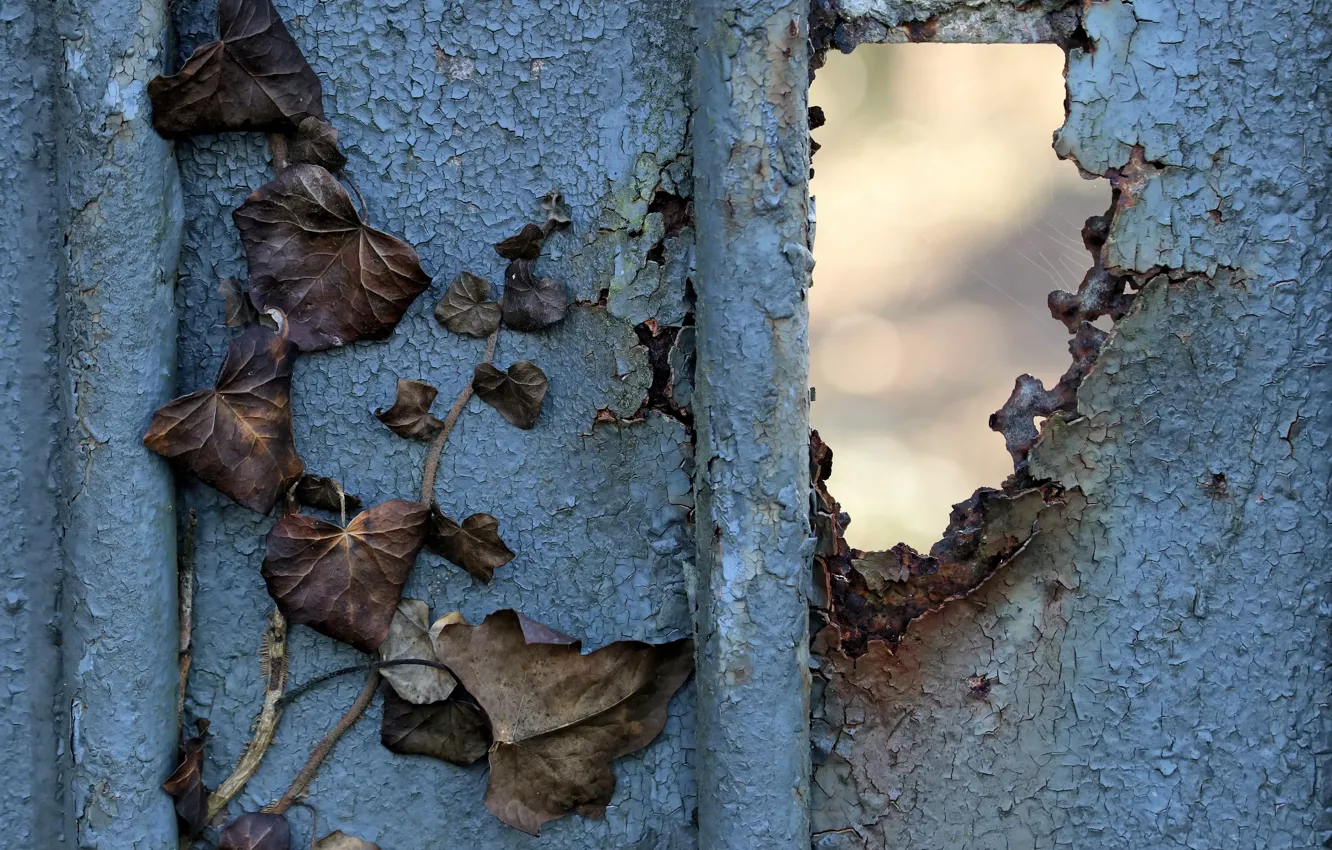 Photo wallpaper paint, the fence, rust