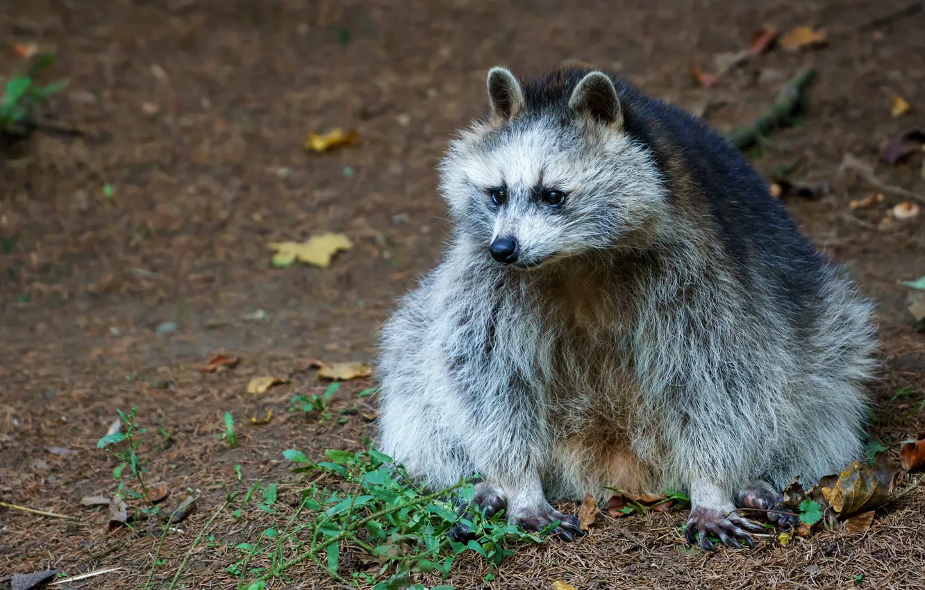Photo wallpaper autumn, leaves, animal, raccoon, sitting, wildlife, raccoon dog