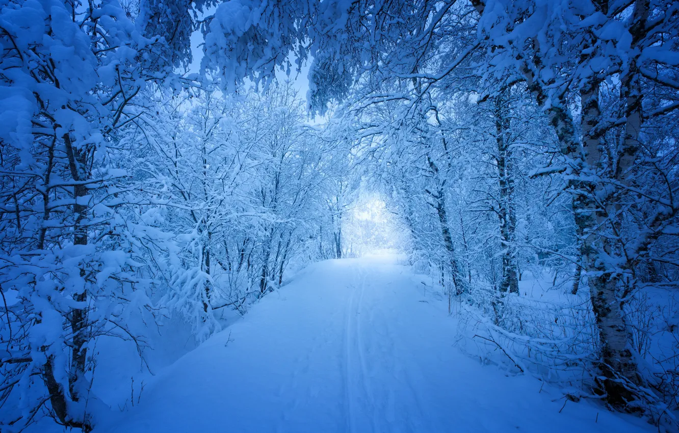 Photo wallpaper winter, road, snow, trees, Norway