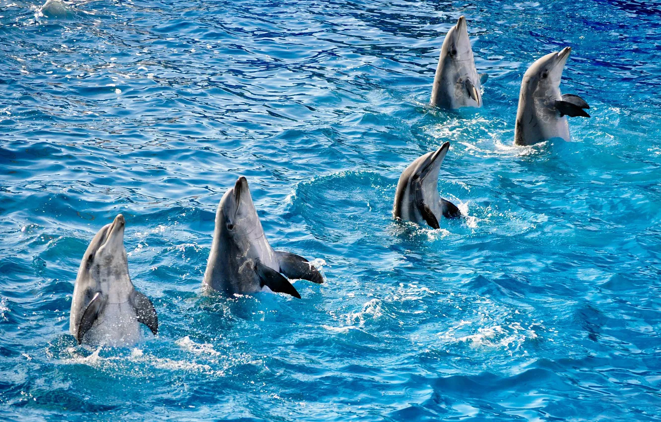 Photo wallpaper water, ruffle, pool, dolphins, five, fin