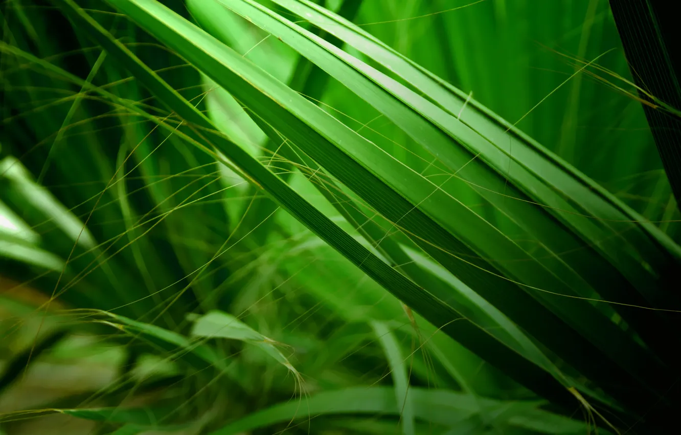 Photo wallpaper grass, nature, background, swamp, green, macro photo