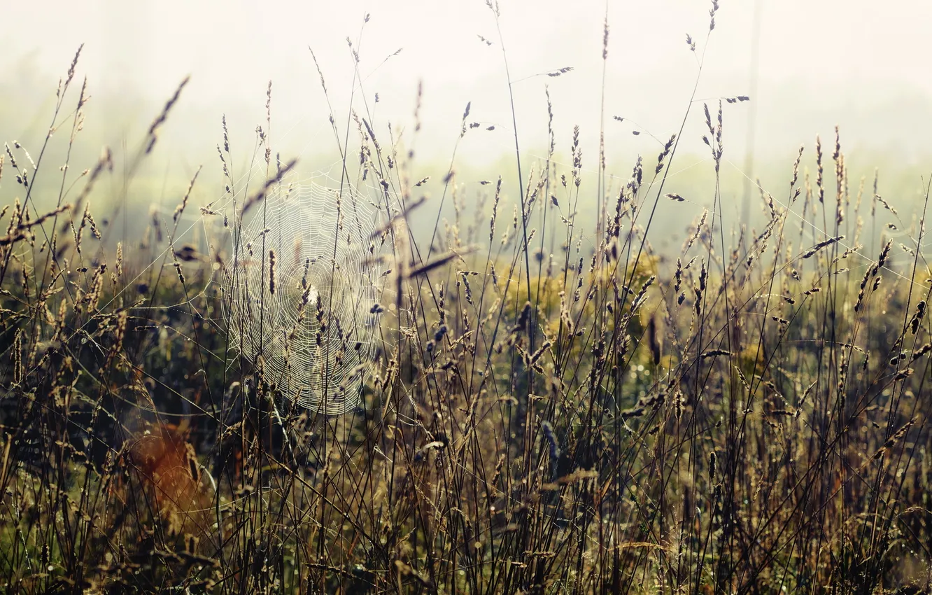 Photo wallpaper grass, nature, web