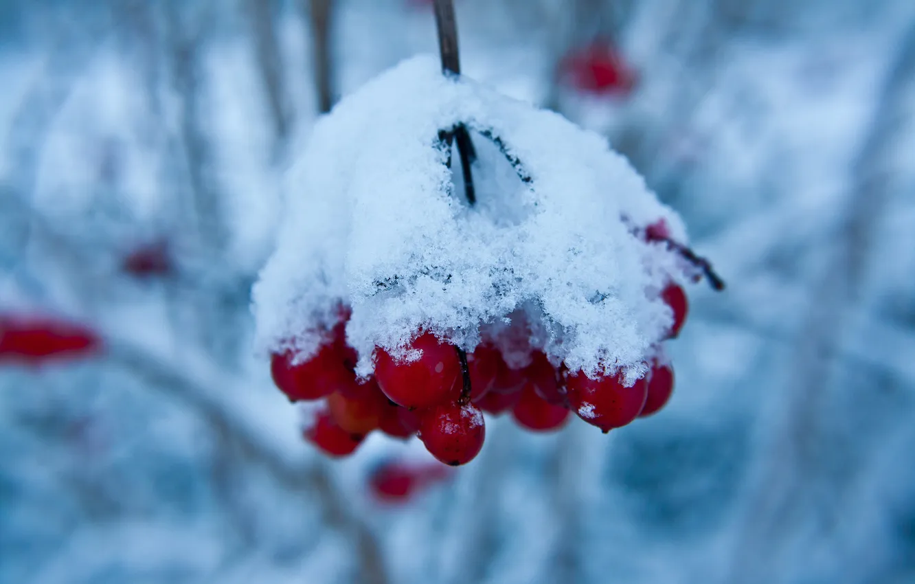 Photo wallpaper winter, snow, branches, berries, red