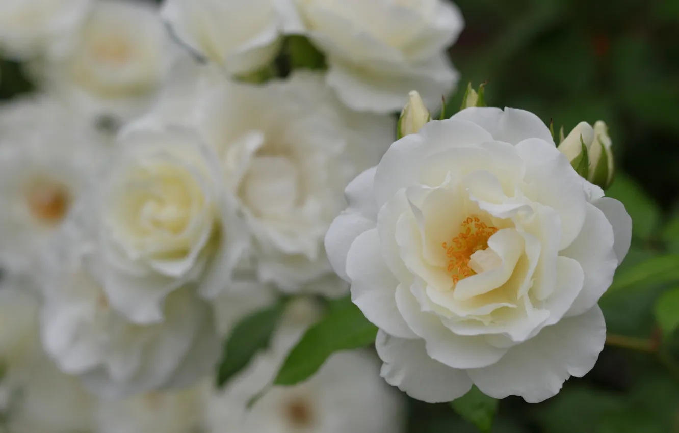 Photo wallpaper macro, rose, petals, buds, white roses, bokeh