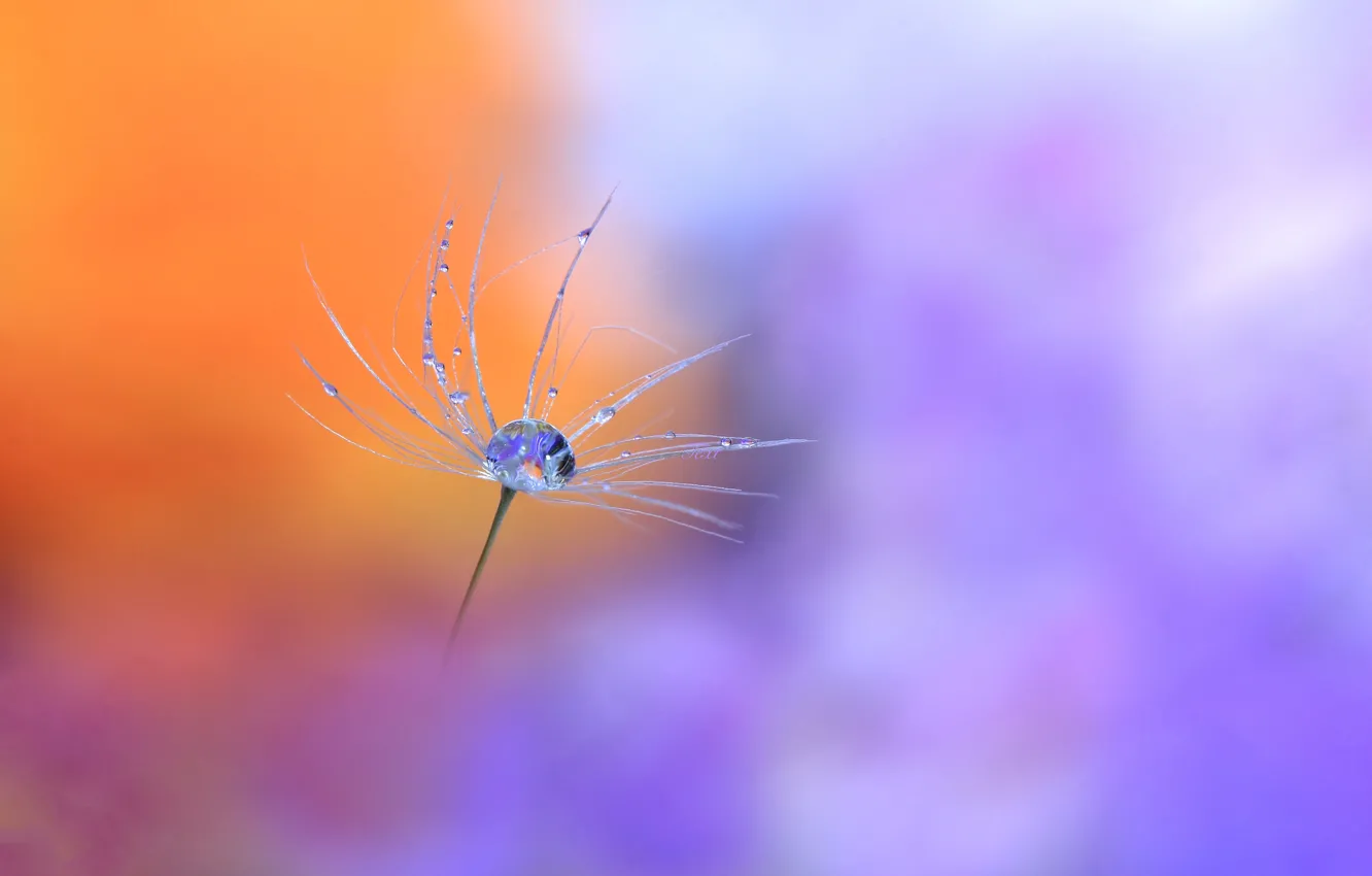 Photo wallpaper drops, Rosa, glare, paint, blade of grass