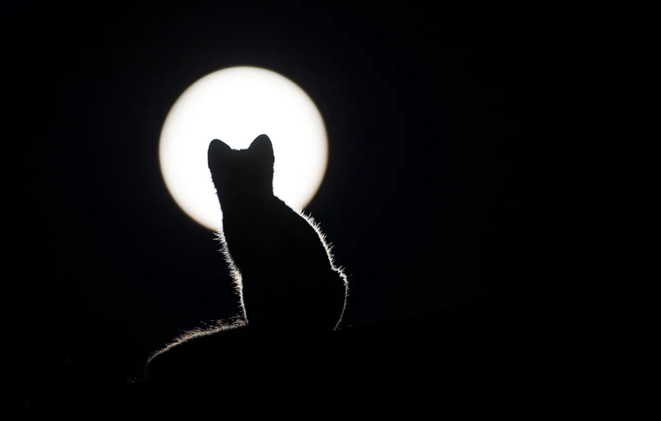 Photo wallpaper BACKGROUND, WOOL, BLACK, The MOON, CAT, EARS, SILHOUETTE