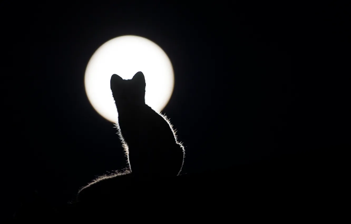 Photo wallpaper cat, background, the moon, black, wool, silhouette, ears