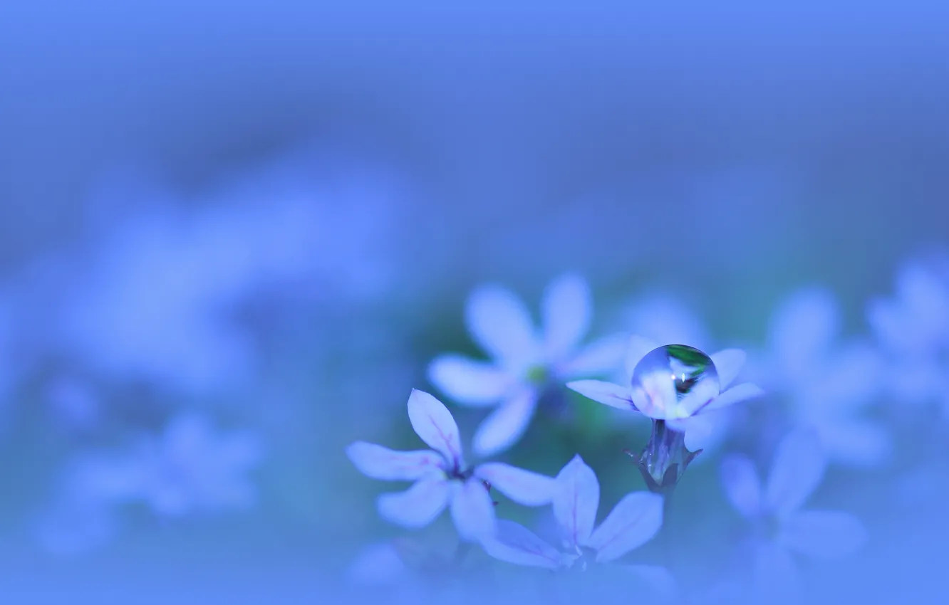 Photo wallpaper water, macro, flowers, plant, color, drop, petals, blue