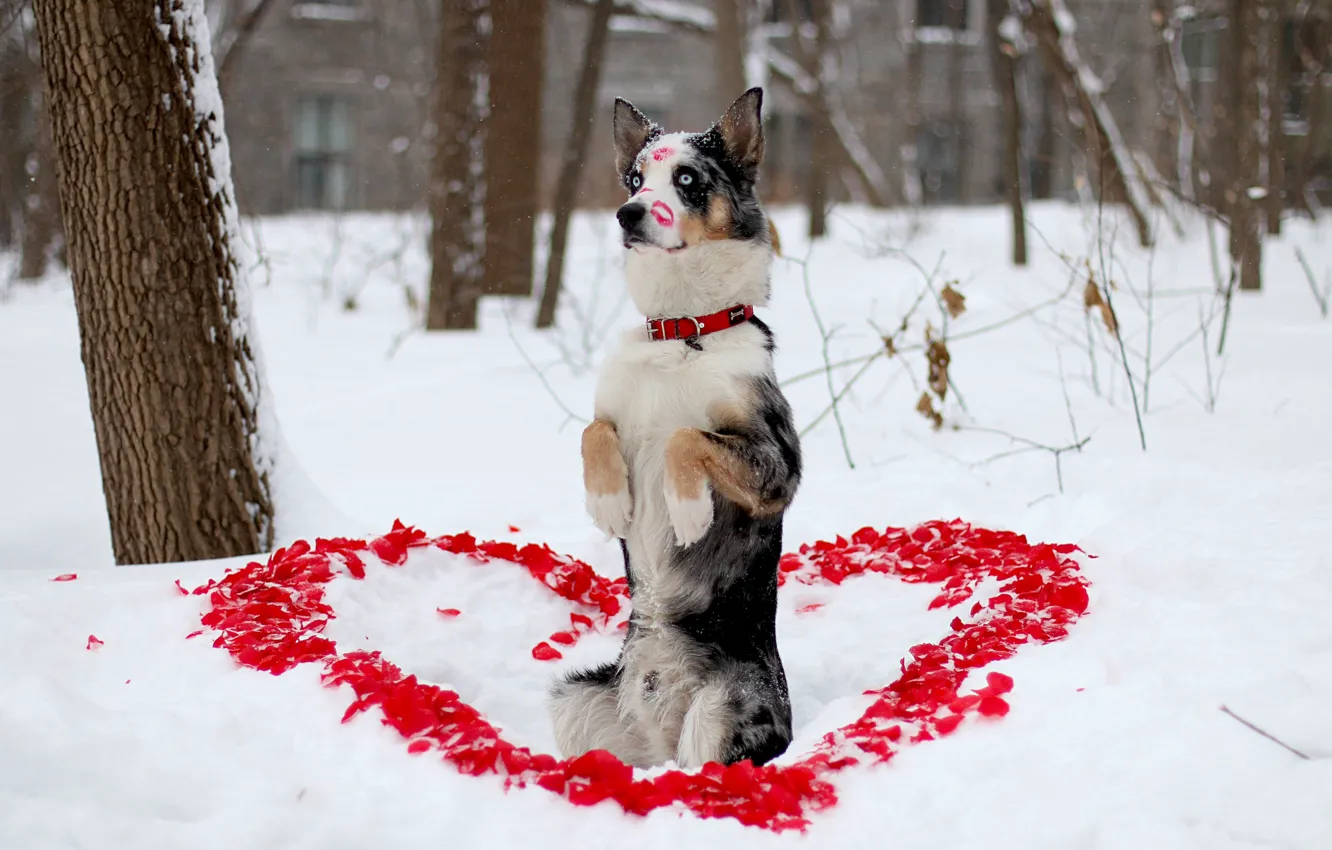 Photo wallpaper winter, look, each, dog, petals, lipstick, hearts, dog