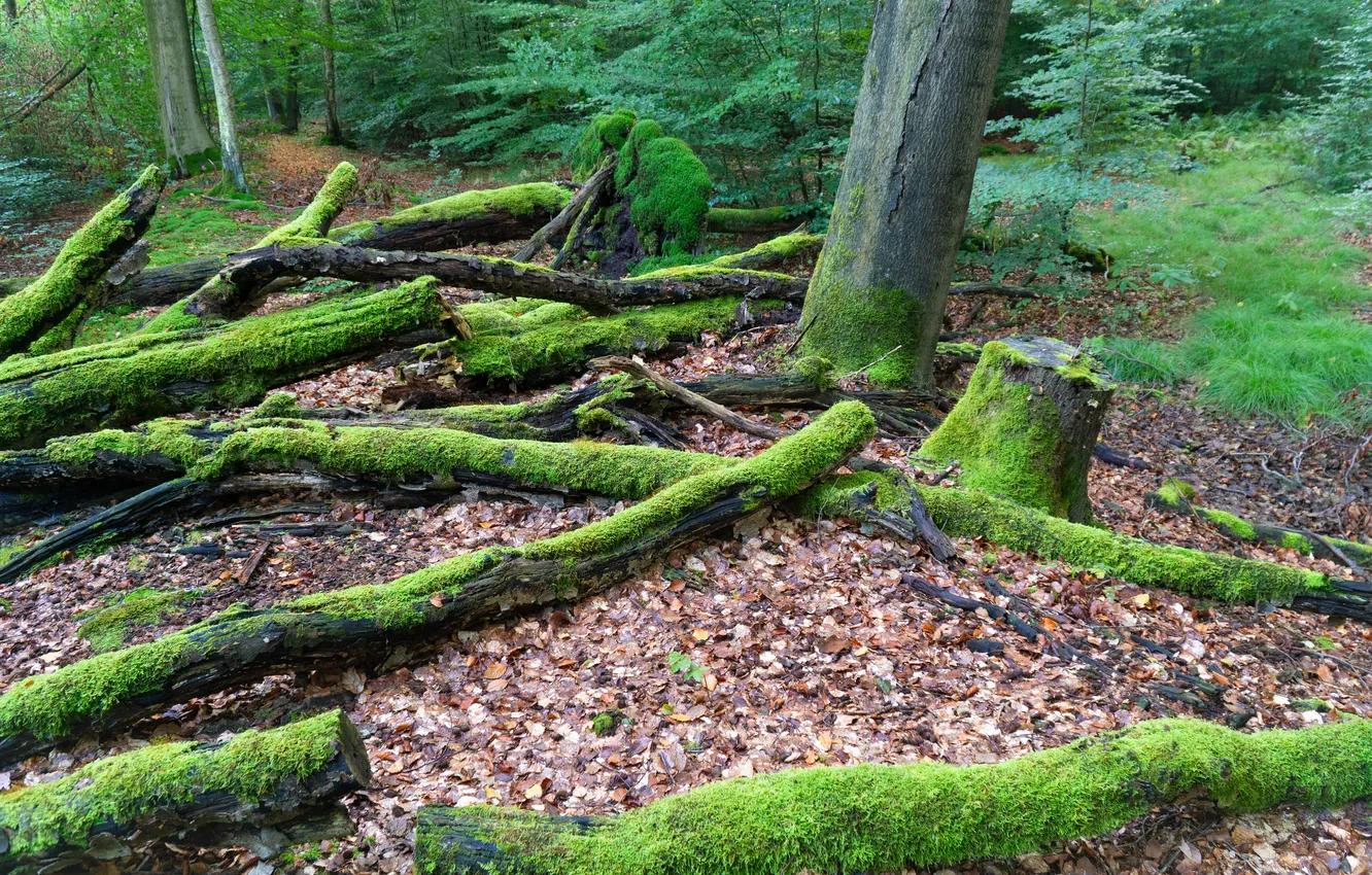 Photo wallpaper forest, trees, moss