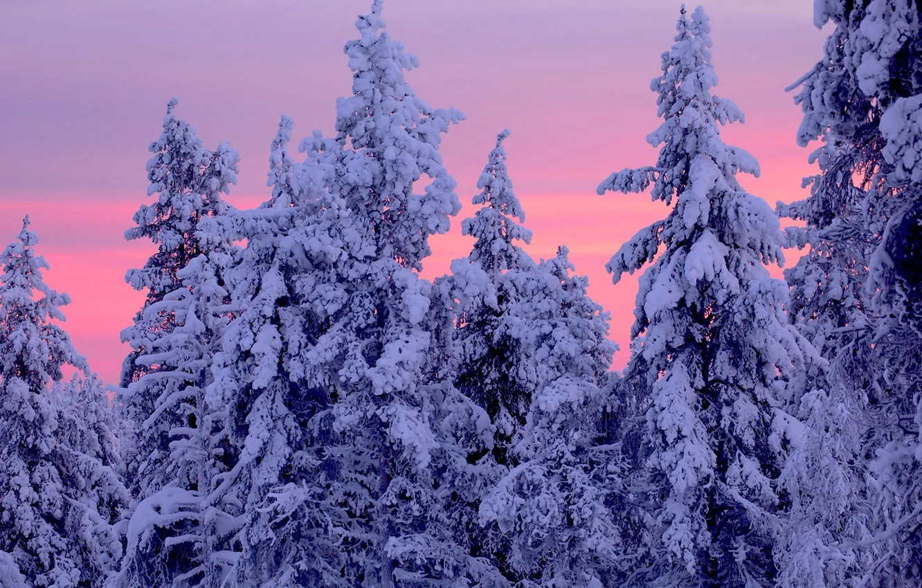 Photo wallpaper winter, forest, snow, ate
