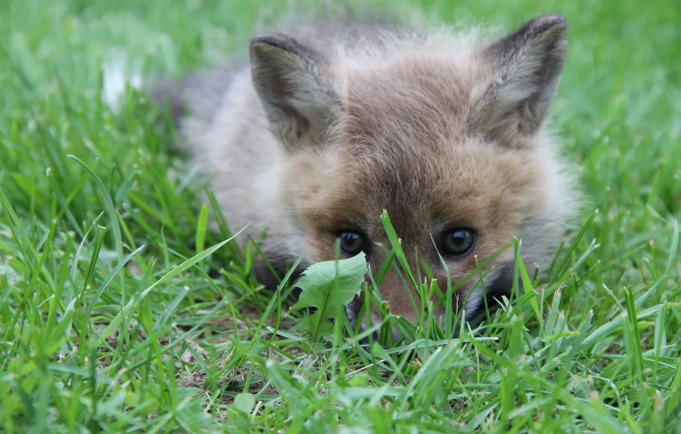 Photo wallpaper grass, Fox, cub, Fox