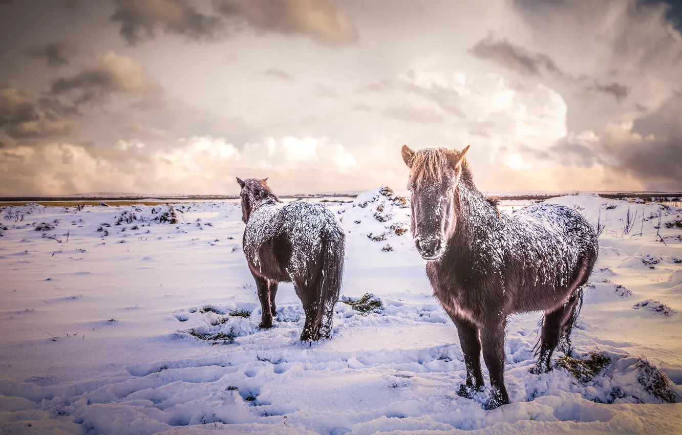Photo wallpaper winter, field, animals, snow, nature, horses, horse, Iceland