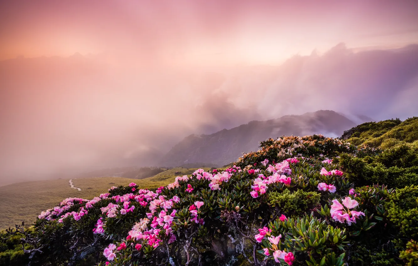 Photo wallpaper the sky, landscape, flowers, mountains, nature, fog, hills, Asia