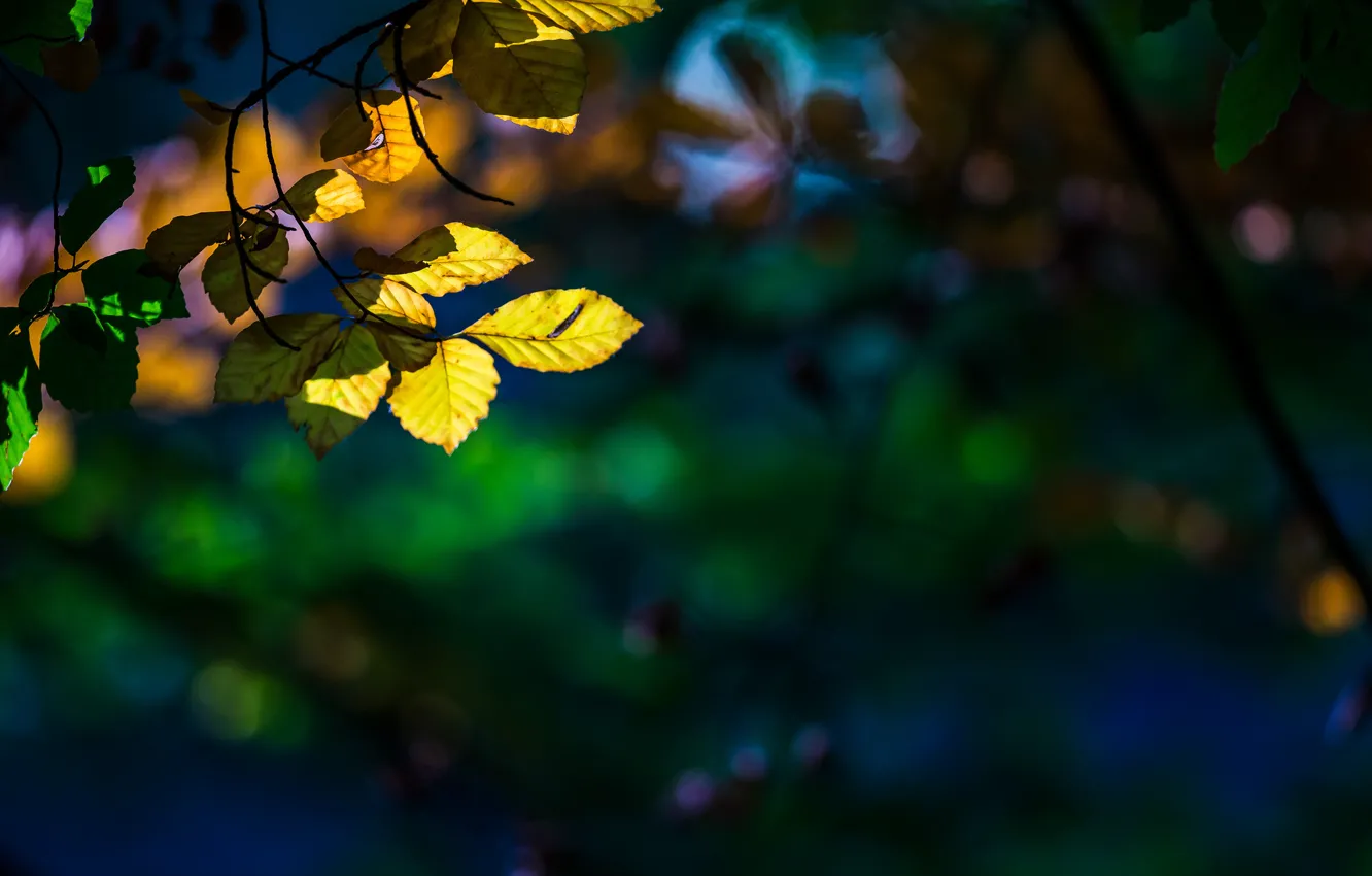 Photo wallpaper leaves, macro, trees, yellow, background, tree, widescreen, Wallpaper