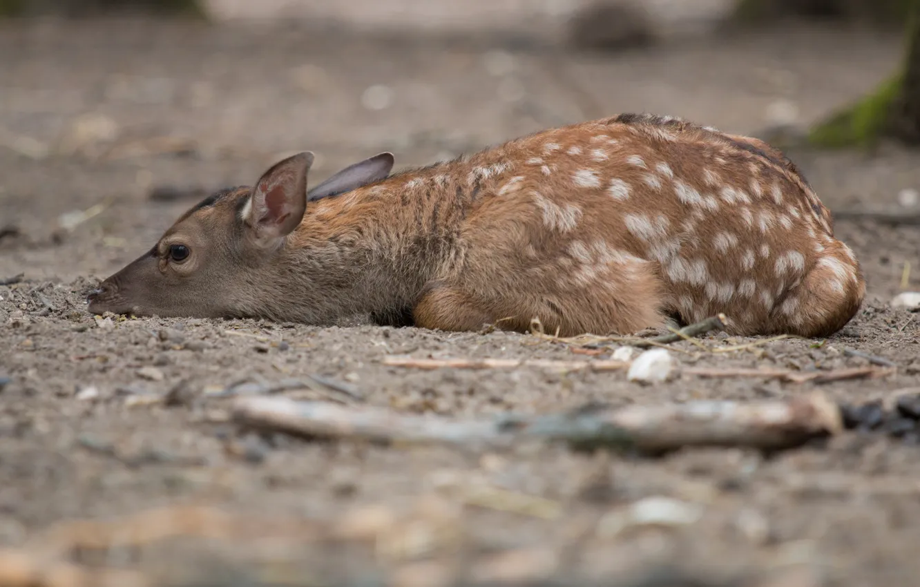 Photo wallpaper nature, animal, deer
