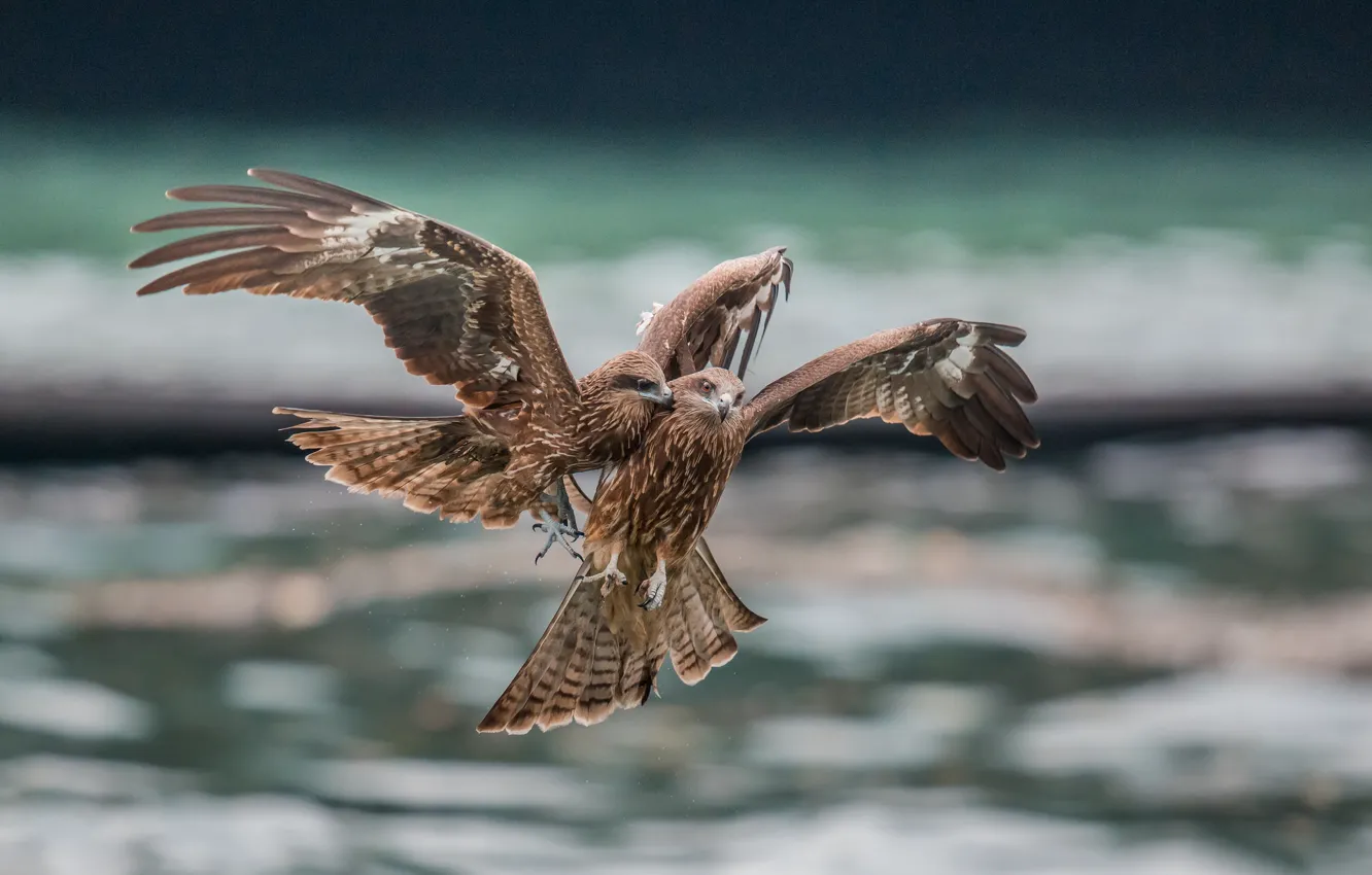 Photo wallpaper birds, predators, in flight, fight
