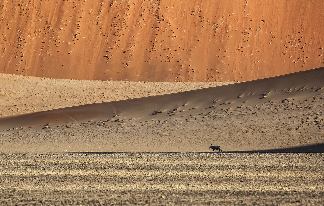 Photo wallpaper sand, the dunes, animal, hills, desert