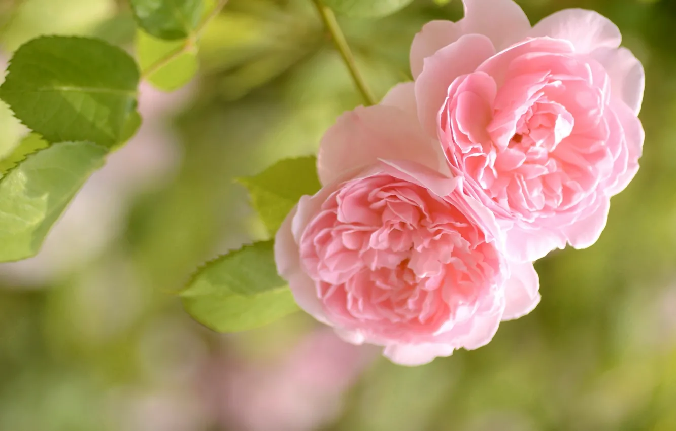 Photo wallpaper macro, tenderness, roses