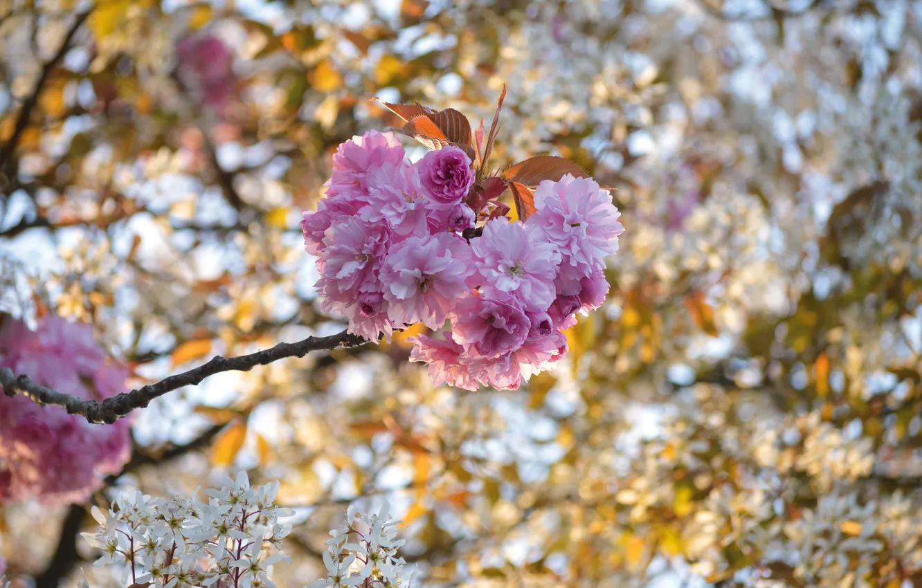 Photo wallpaper branches, nature, Sakura, flowering