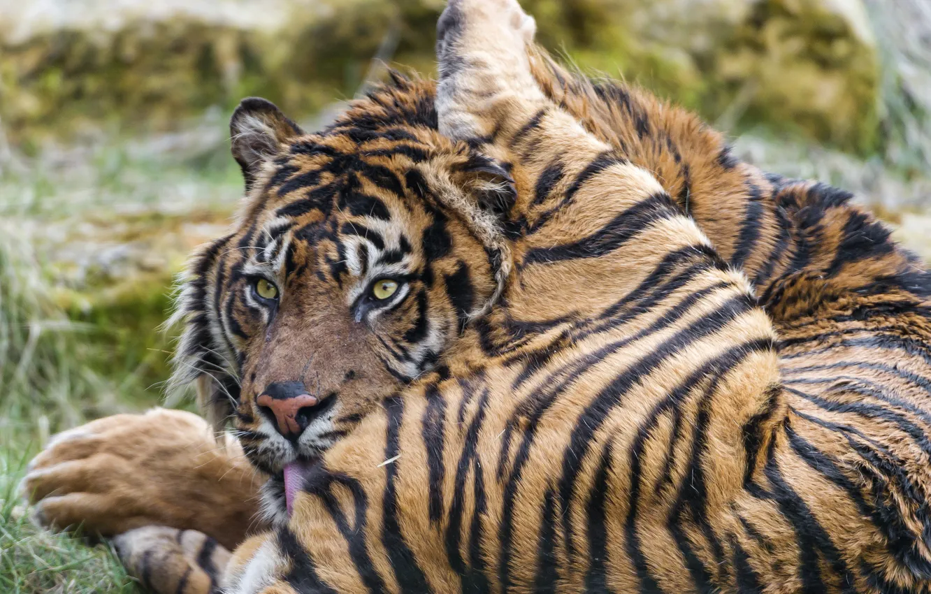 Photo wallpaper cat, tiger, washing, ©Tambako The Jaguar, Sumatran