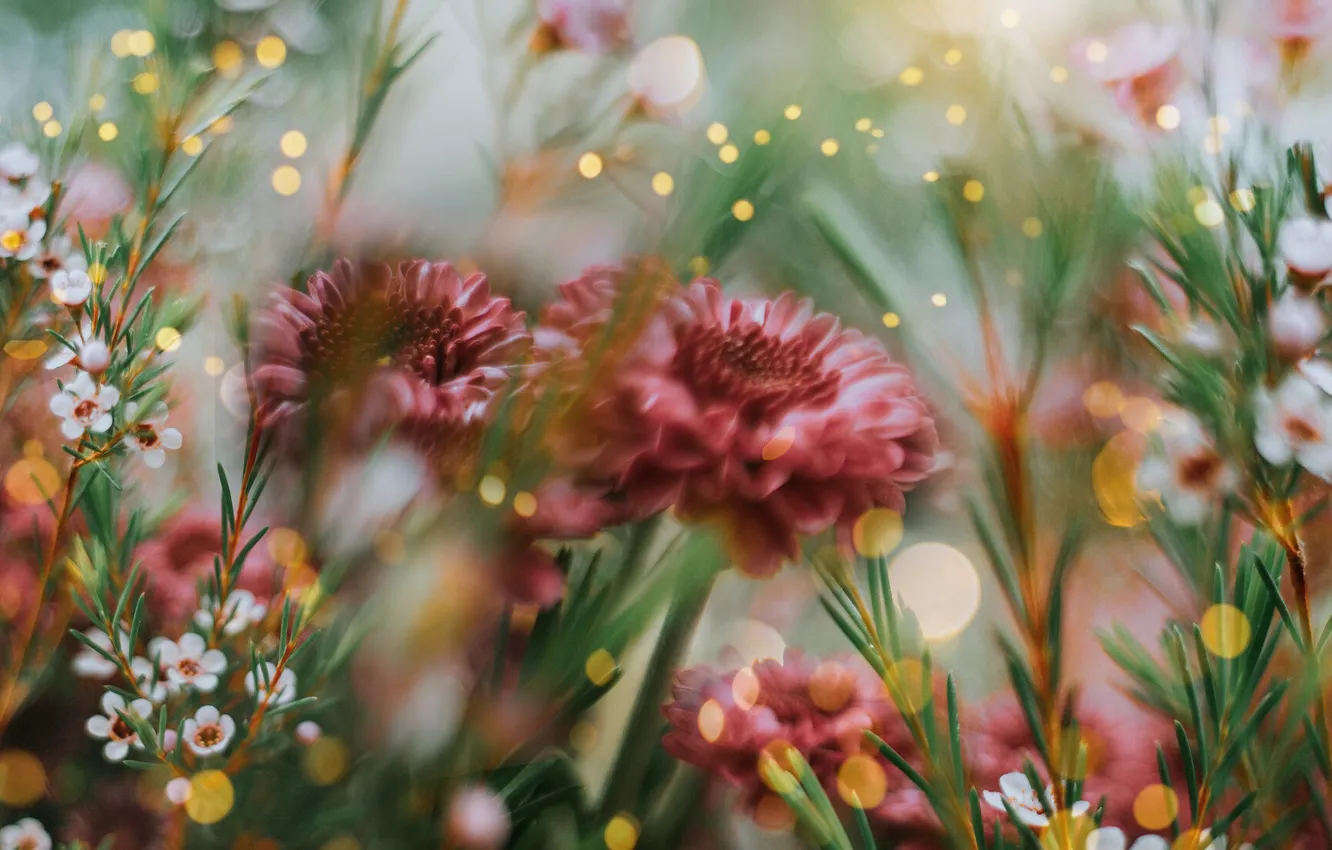 Photo wallpaper flowers, beauty, Lucy Ketchum