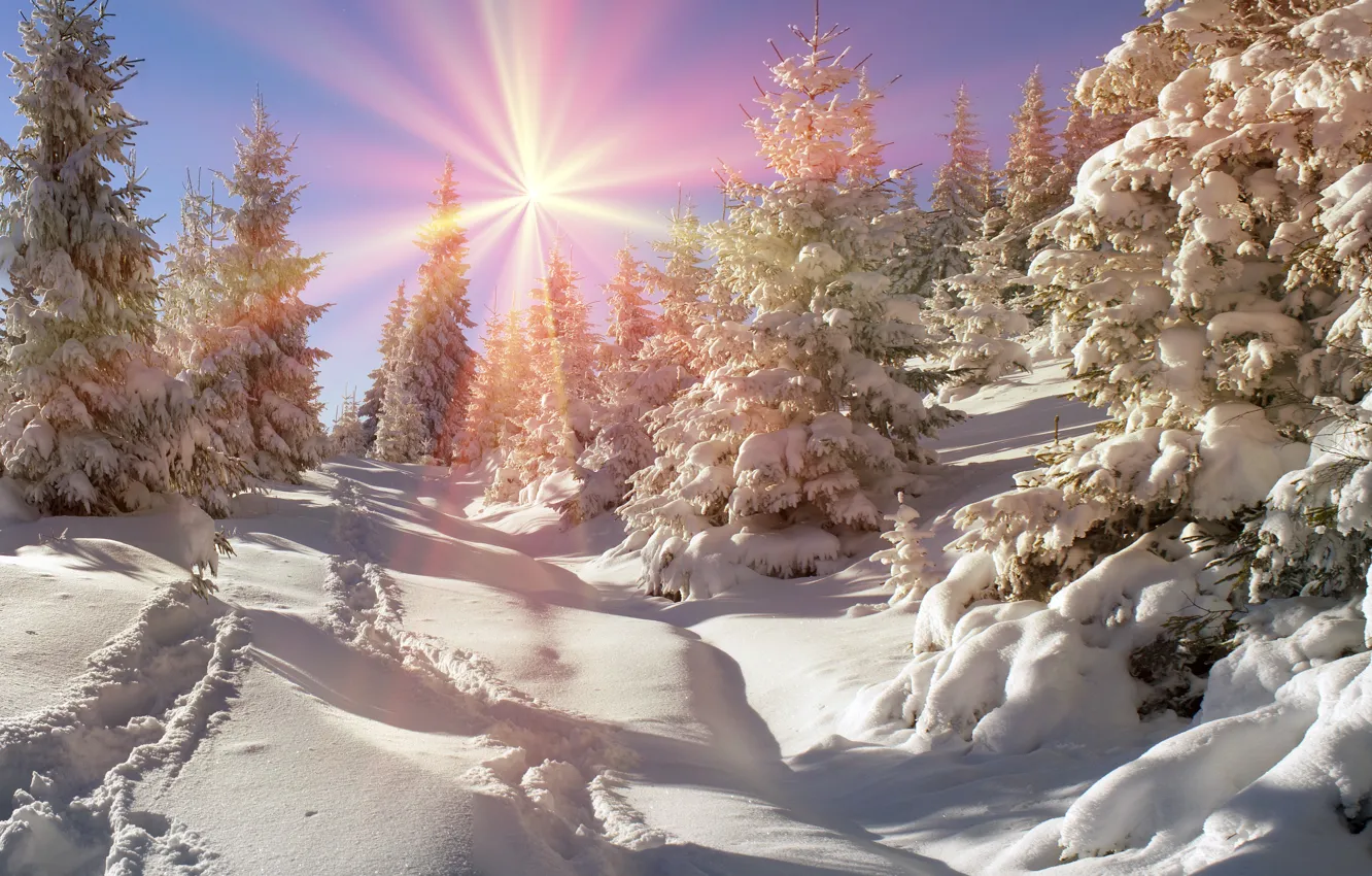 Photo wallpaper winter, forest, the sun, snow, tree, nature, winter, snow