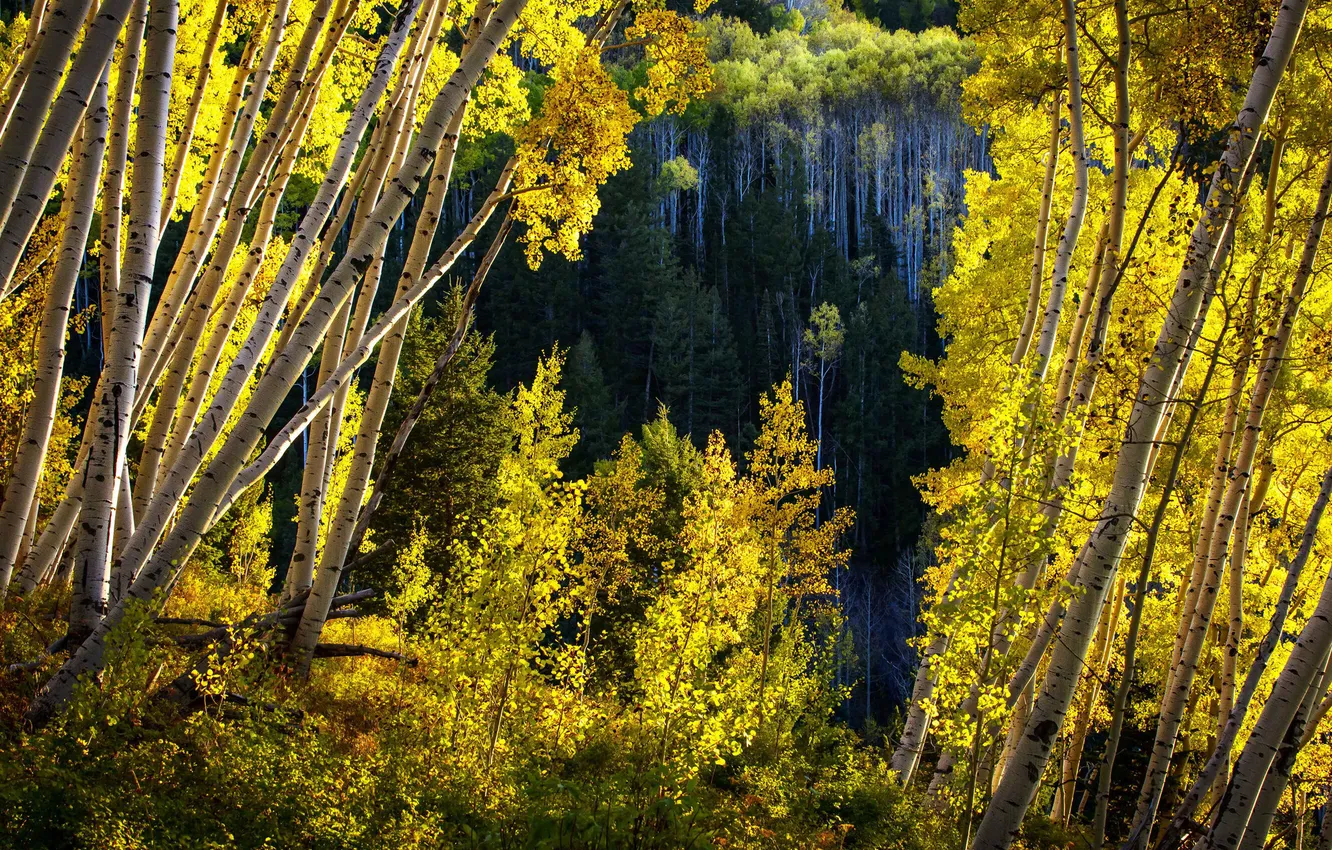 Photo wallpaper autumn, leaves, trees, Colorado, USA, aspen, Aspen