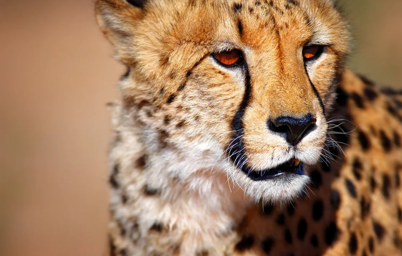 Photo wallpaper Cheetah, South Africa, South Africa, Cheetah, wild animal, Kalahari, The Kalahari desert, wild animals