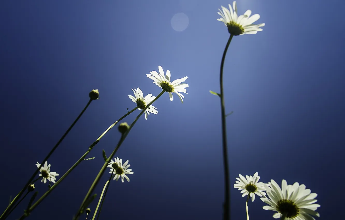 Photo wallpaper flowers, nature, chamomile