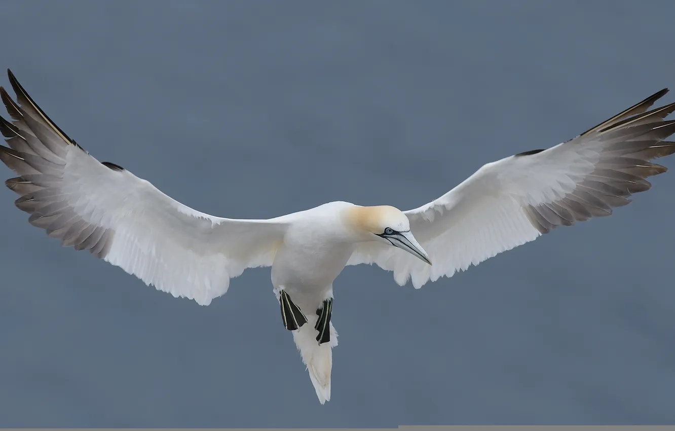 Photo wallpaper nature, bird, Northern Gannet