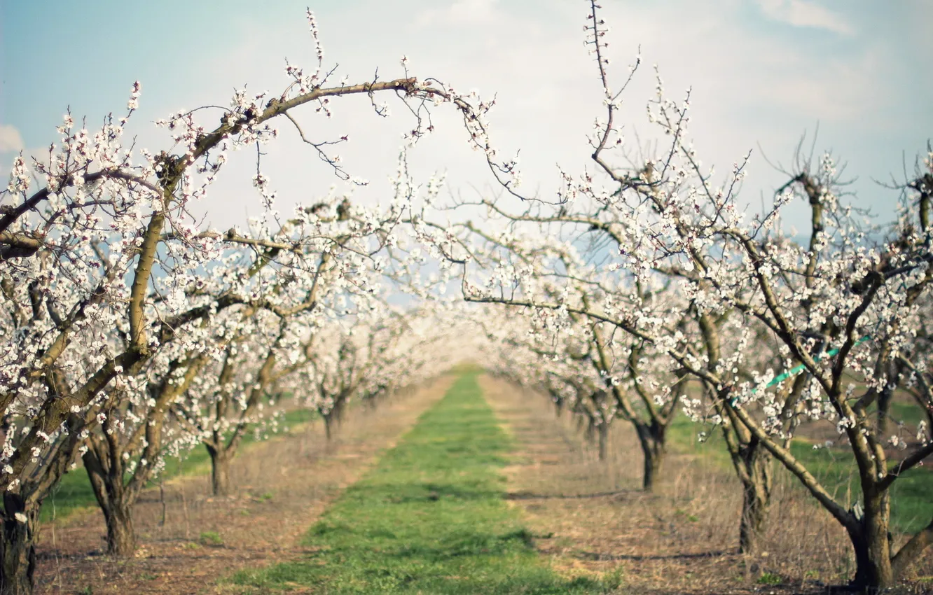 Photo wallpaper nature, spring, garden