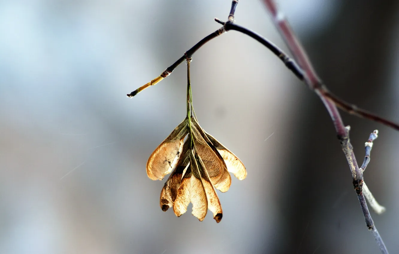 Photo wallpaper branches, nature, beauty