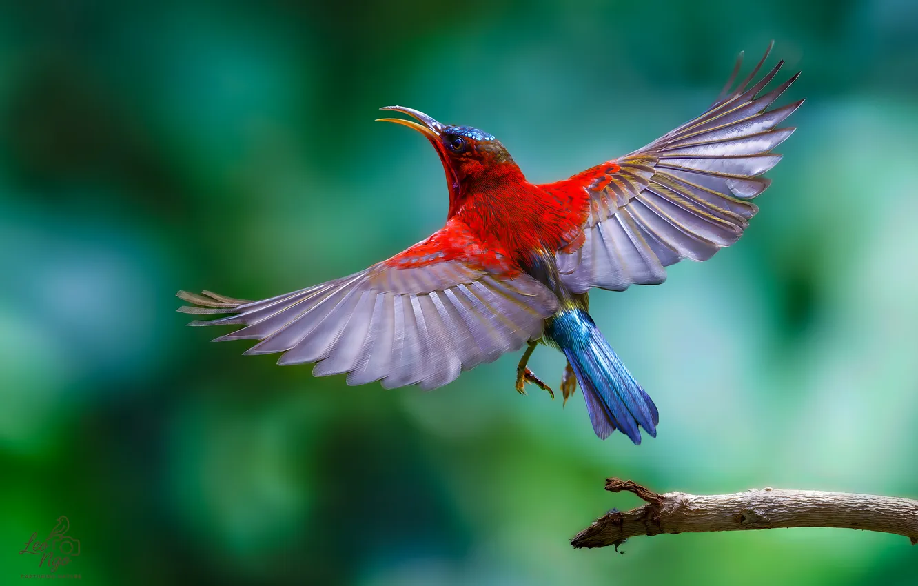 Photo wallpaper bokeh, tail, flap, Leo Ngo, The Crimson Sunbird, Crimson Sunbird