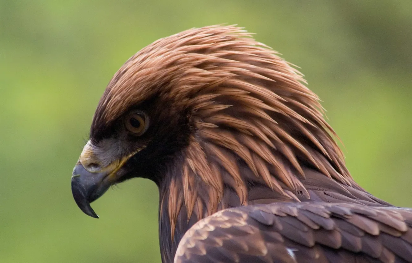Photo wallpaper bird, Bird of Prey, Raptors, North America, Golden Eagles
