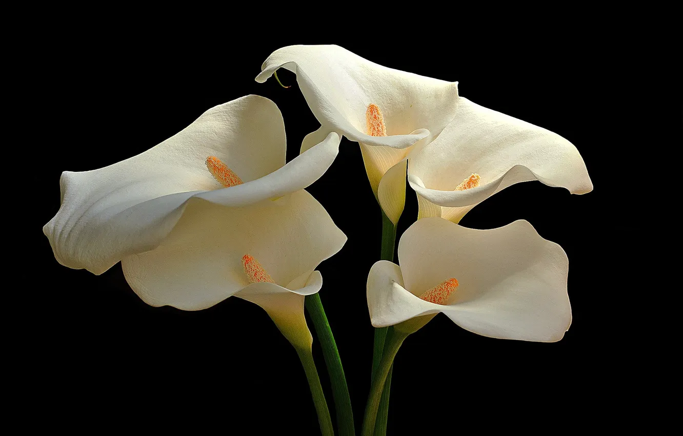 Photo wallpaper black background, white flowers, Calla lilies, white calla lilies